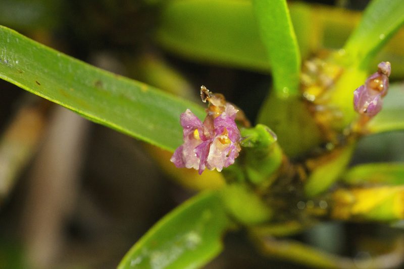 Maxillaria aggregata, photographed by Daniel Mesa