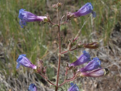 Penstemon roezlii, photographed by Jim Morefield