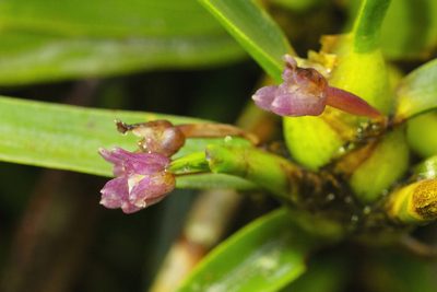 Maxillaria aggregata, photographed by Daniel Mesa