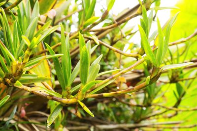 Maxillaria aggregata, photographed by Daniel Mesa
