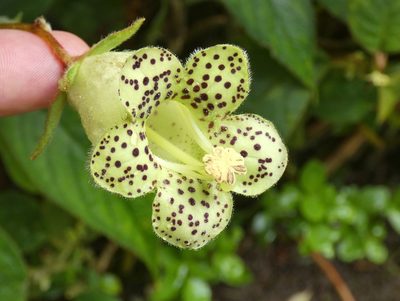 Kohleria tigridia, photographed by Kai Squires