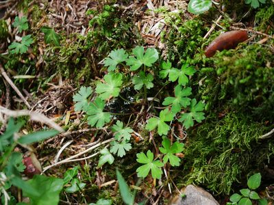Geranium suzukii, photographed by Jacy Chen