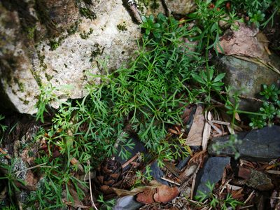 Chaerophyllum involucratum, photographed by Jacy Chen
