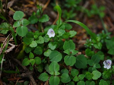 Veronica oligosperma, photographed by Jacy Chen