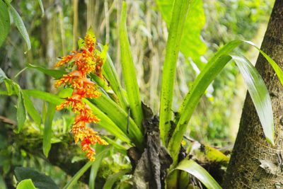 Guzmania multiflora, photographed by Daniel Mesa