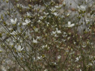 Eremogone ferrisiae, photographed by Jim Morefield