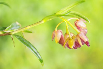 Epidendrum cleistocoleum, photographed by Daniel Mesa
