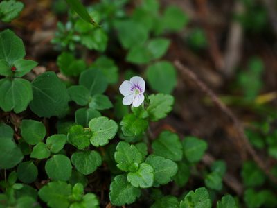 Veronica oligosperma, photographed by Jacy Chen