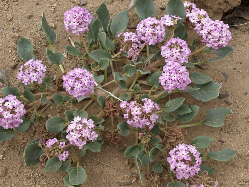 Abronia crux-maltae, photographed by Jim Morefield