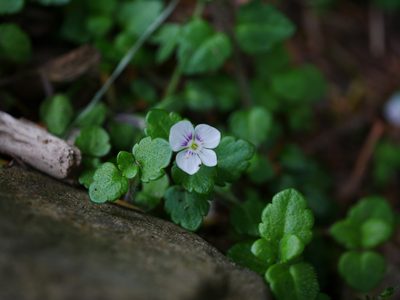 Veronica oligosperma, photographed by Jacy Chen