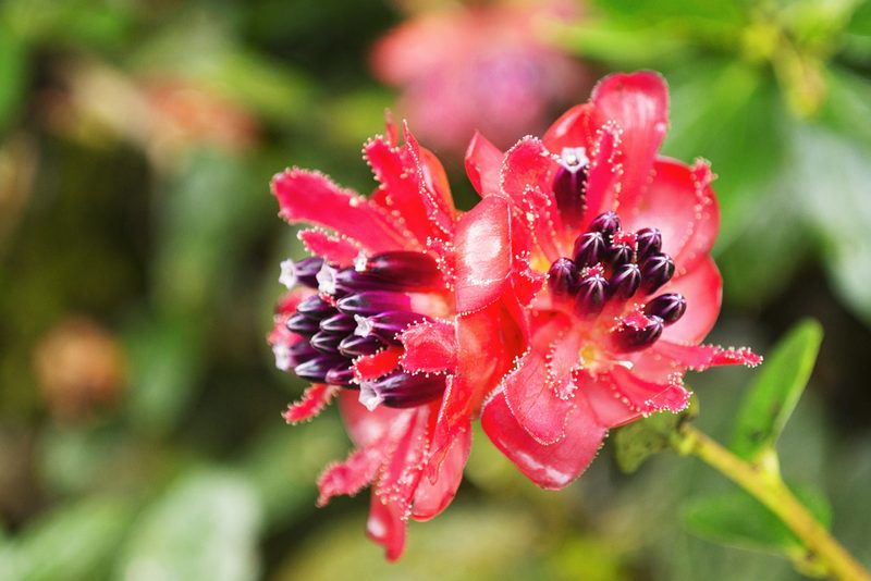 Cavendishia adenophora, photographed by Daniel Mesa