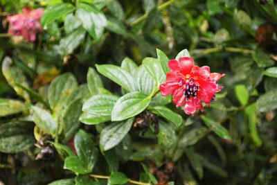 Cavendishia adenophora, photographed by Daniel Mesa