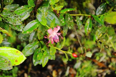 Cavendishia adenophora, photographed by Daniel Mesa
