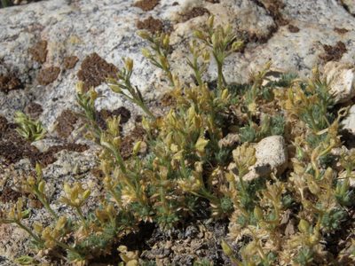 Cusickiella quadricostata, photographed by Jim Morefield
