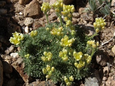 Cusickiella quadricostata, photographed by Jim Morefield
