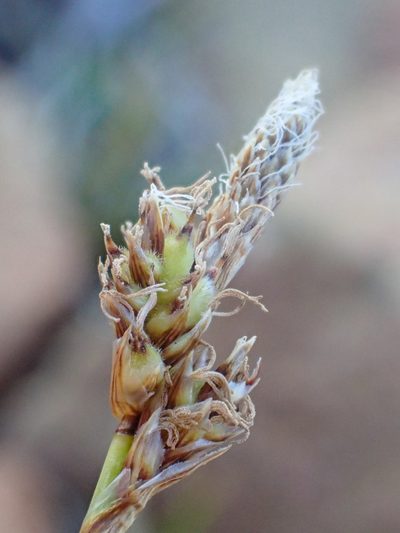 Carex concinnoides, photographed by Trevor Van Loon