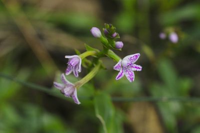 Epidendrum fimbriatum, photographed by Daniel Mesa