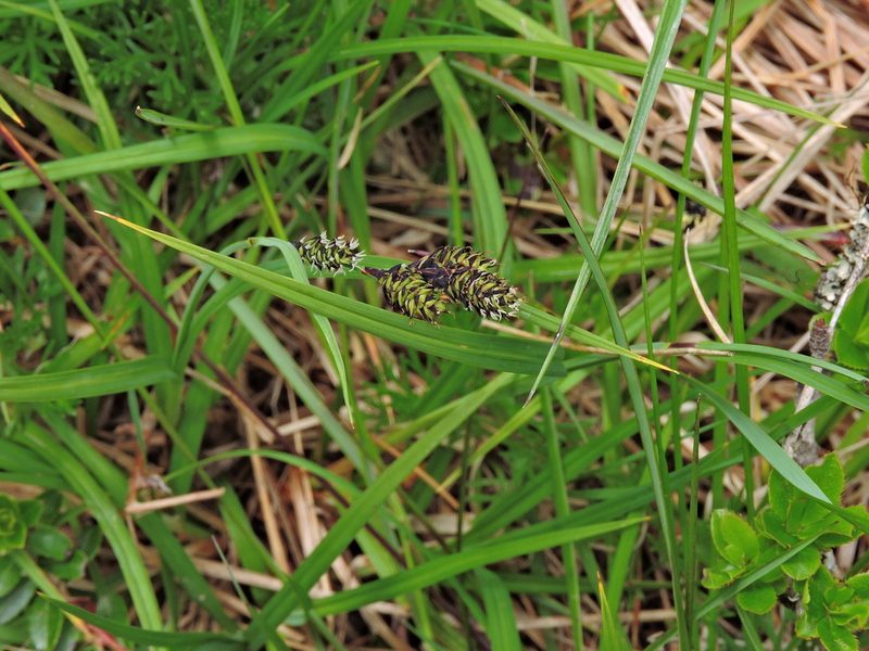 Carex atrata, photographed by Jacy Chen