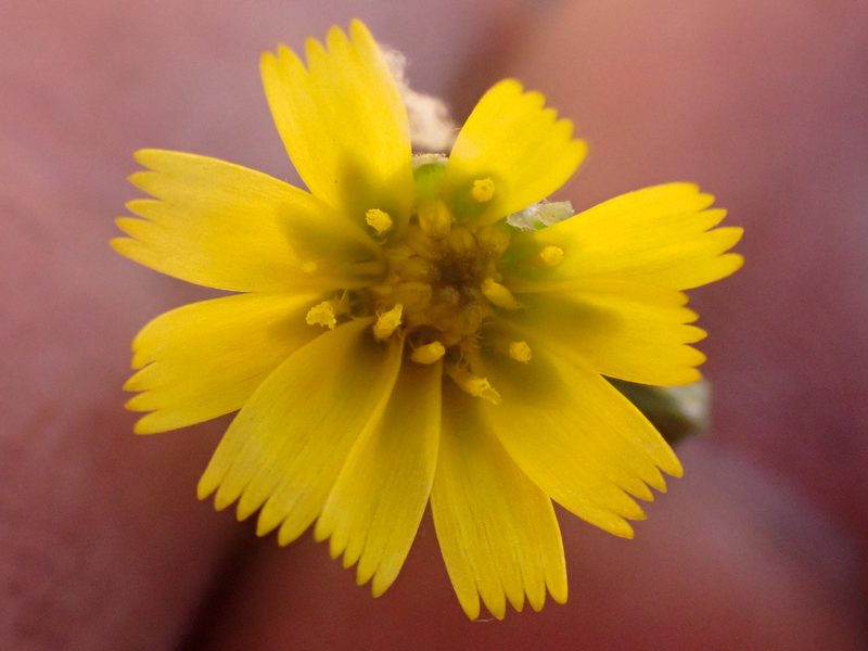 Hieracium bolanderi, photographed by Trevor Van Loon