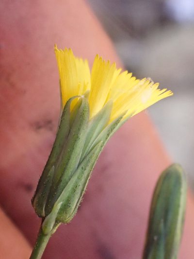 Hieracium bolanderi, photographed by Trevor Van Loon