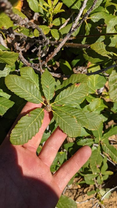Quercus sadleriana, photographed by Trevor Van Loon
