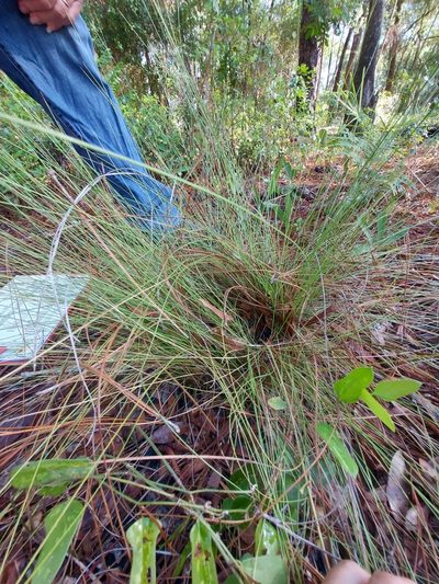 Aristida beyrichiana, photographed by Athena Philips