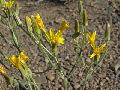 Crepis intermedia, photographed by Jim Morefield