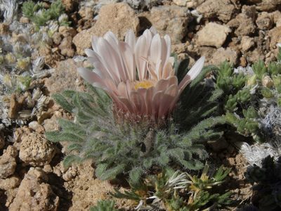 Townsendia condensata, photographed by Jim Morefield