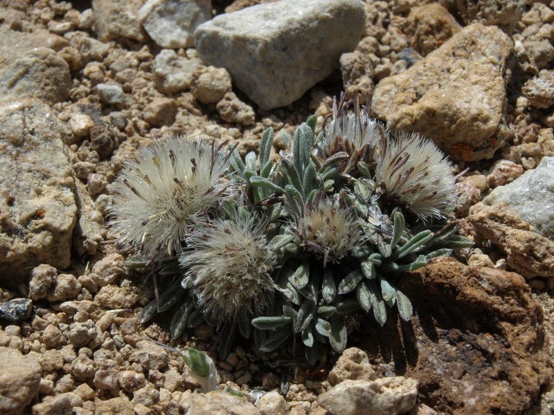 Townsendia leptotes, photographed by Jim Morefield