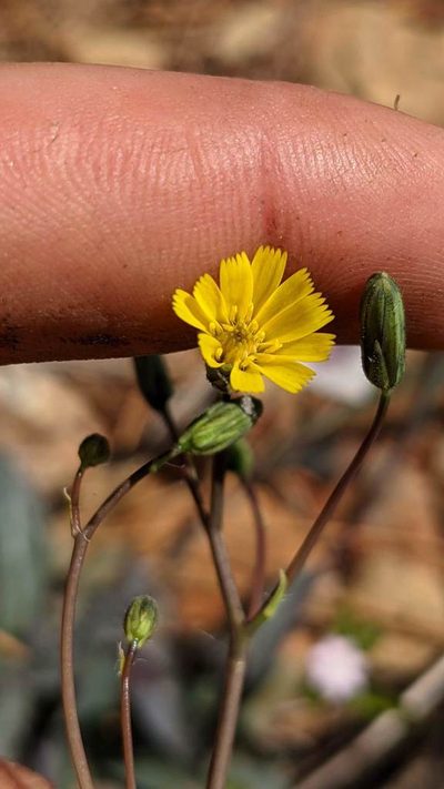 Hieracium bolanderi, photographed by Trevor Van Loon