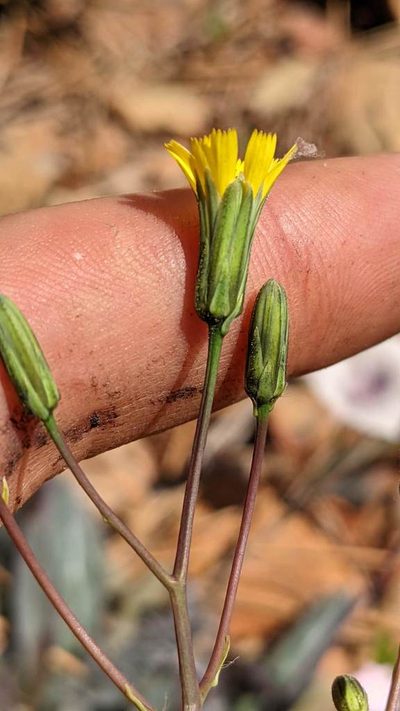 Hieracium bolanderi, photographed by Trevor Van Loon