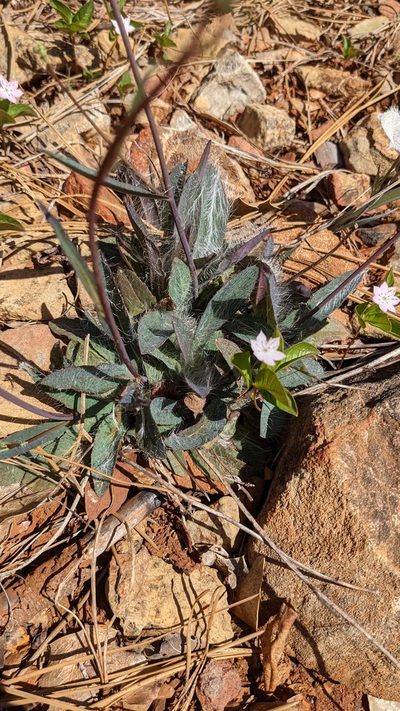 Hieracium bolanderi, photographed by Trevor Van Loon
