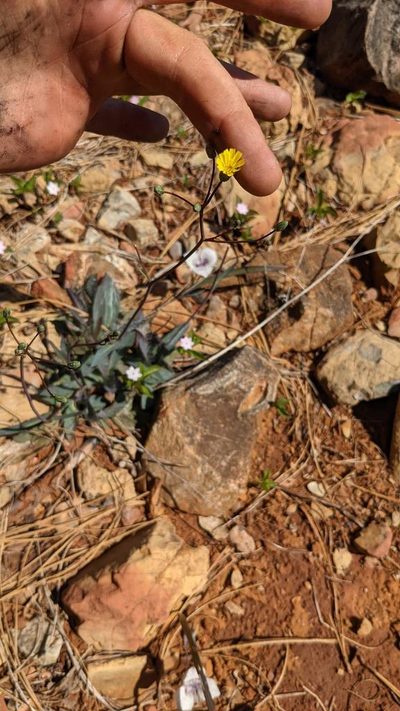 Hieracium bolanderi, photographed by Trevor Van Loon