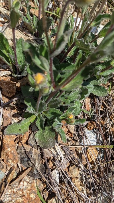 Arnica spathulata, photographed by Trevor Van Loon
