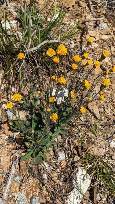 Arnica spathulata, photographed by Trevor Van Loon