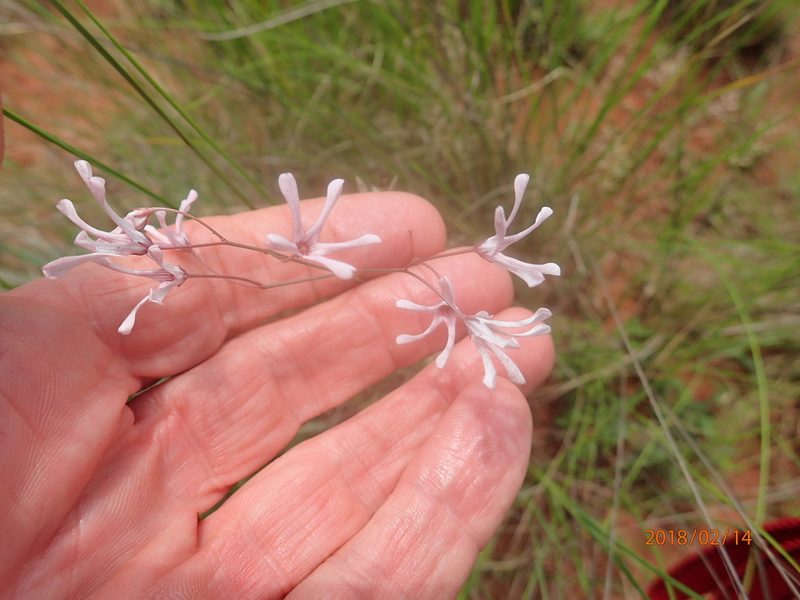 Ceropegia rubella, photographed by Peter Warren