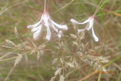 Ceropegia rubella, photographed by Peter Warren