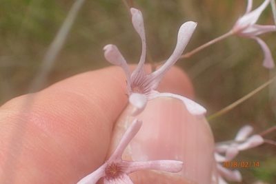 Ceropegia rubella, photographed by Peter Warren