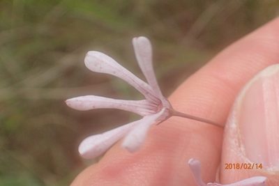 Ceropegia rubella, photographed by Peter Warren