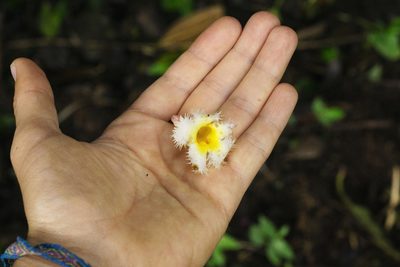 Drymonia lanceolata, photographed by Daniel Mesa