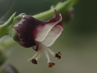Scrophularia canina, photographed by Adrien BENOIT à la GUILLAUME