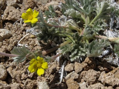 Potentilla pseudosericea, photographed by Jim Morefield