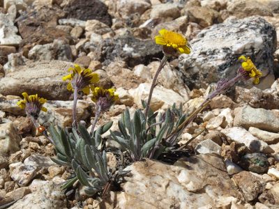 Packera werneriifolia, photographed by Jim Morefield