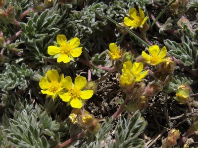Potentilla morefieldii, photographed by Jim Morefield
