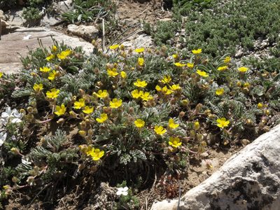 Potentilla morefieldii, photographed by Jim Morefield