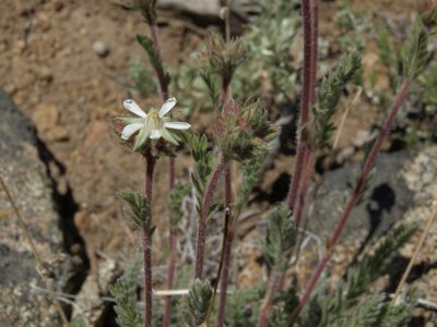 Potentilla hispidula, photographed by Jim Morefield