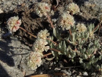 Eriogonum gracilipes, photographed by Jim Morefield