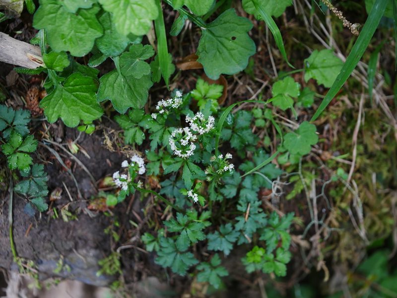 Sanicula orthacantha, photographed by Jacy Chen
