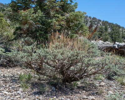 Artemisia nova, photographed by Dominic Gentilcore