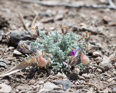 Astragalus piutensis, photographed by Dominic Gentilcore